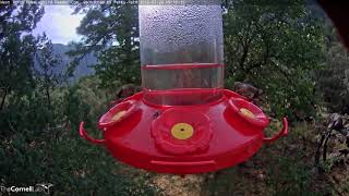 RecordBreaking Visit From Male Rubythroated Hummingbird – July 26 2018 [upl. by Brita]