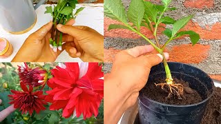 How to grow Dahlias and repot at home  Dahlia propagation from cuttings with full information [upl. by Ardyaf929]