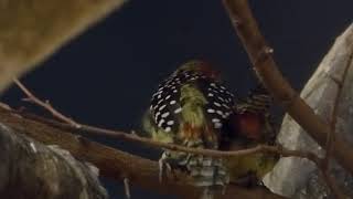 Redandyellow barbet courtship behaviour [upl. by Pomeroy751]