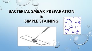 Bacterial Smear Preparation and Simple Staining [upl. by Ayihsa]