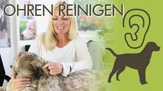 Ohrenreinigung beim Hund  die besten Tipps für Zuhause [upl. by Egiarc]