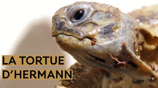 La tortue dHermann [upl. by Geoffry327]