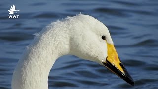 WWT Welney  Swans of the Ouse Washes [upl. by Acassej314]