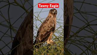 Tawny Eagle at Desert National Park eagles birds wildlife [upl. by Newbill306]