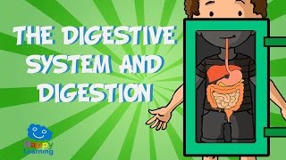 The digestive system and digestion  Educational Video for Kids [upl. by Delsman]