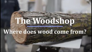 The Woodshop Where does wood come from [upl. by Etnuaed]