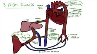 Understanding Fetal Circulation [upl. by Ahsenom902]