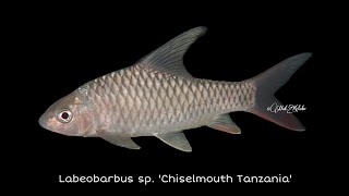 Labeobarbus sp Chiselmouth Tanzania  Tanzanian Chiselmouth Tanzania [upl. by Inahs]