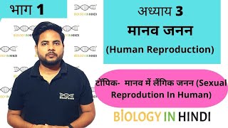 अध्याय 3 भाग 1 मानव जनन  जीव विज्ञान कक्षा 12  Human reproduction  Biology In Hindi class 12 [upl. by Merle266]