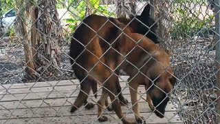 Apareamiento CRUZA de Perros Pastor Belga Malinois Apareamiento en Perros [upl. by Adroj]