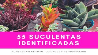 55 SUCULENTAS IDENTIFICADAS  Nombres científicos cuidados y reproducción [upl. by Elleined]