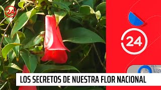 El Copihue Los secretos de nuestra flor nacional  24 Horas TVN Chile [upl. by Aisat]