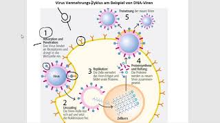 HerpesVirus – Vermehrungszyklus von DNA Viren [upl. by Enetsuj]