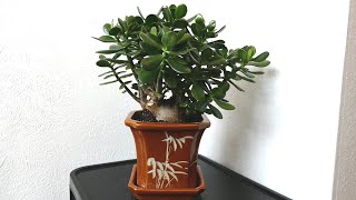 Pruning And Repotting My Jade Plants 2021 [upl. by Aretse281]