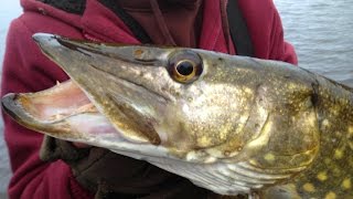 Pike Fishing With Deadbaits  Rigs Tips amp Tactics [upl. by Nahtanoj]