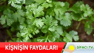 Kişnişin Faydaları Nelerdir 🌿 [upl. by Malha]