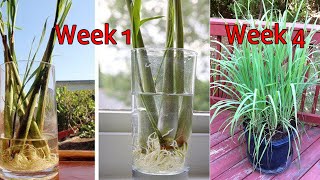 Lemongrass cultivation techniques at home with water  Tips For Agriculture [upl. by Bettine487]