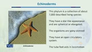 Echinoderms  Biodiversity amp EvolutionII  BT201Topic046 [upl. by Dlarej]