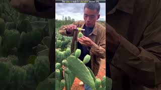 Cactus Fruit Harvesting  shortvideo [upl. by Seko155]