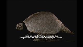 Pliocene Epoch  Florida Fossils Evolution of Life and Land [upl. by Nettie]