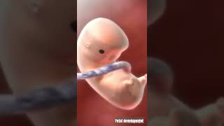 Fetal development baby developmentpregnancy shortviral shortsfeed youtubeshorts [upl. by Vig]