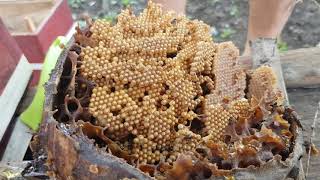 Philippine Native Bees  Stingless Bee [upl. by Nichy]