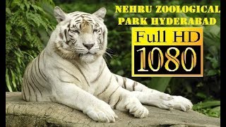 NEHRU ZOOLOGICAL PARK HYDERABAD  COMPLETE TOUR [upl. by Issi]