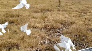 White Doves for Funerals and Weddings in training slow motion [upl. by Ahsitnauq]