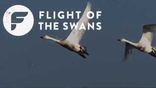 Introducing Flight of the Swans  WWT [upl. by Emee]