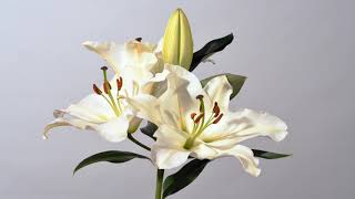 White lily flowers opening time lapse Then stamens split open to release pollen Lilium 4K [upl. by Aicirpac]