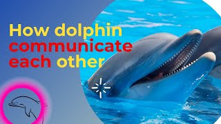 how dolphin communicate each other [upl. by Olcott]