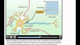 Animation Summation of Postsynaptic Potentials [upl. by Schaffer447]