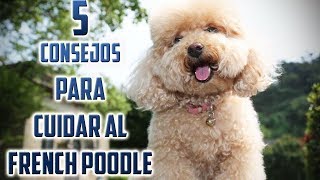 Top 5 Consejos para Cuidar a un Perro French Poodle o Caniche [upl. by Skylar]