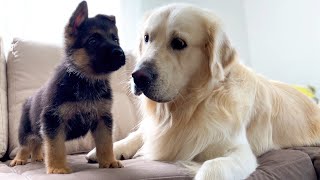 Golden Retriever Meets New German Shepherd Puppy for the First Time [upl. by Ettessil149]