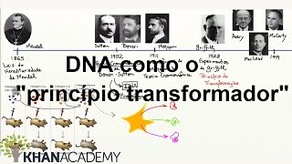 DNA como o quotprincípio transformadorquot  DNA como o material genérico  Biologia  Khan Academy [upl. by Rip412]