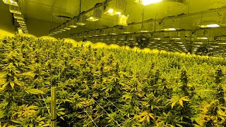 Take a tour of the largest cannabis grow facility in NJ [upl. by Oijile]