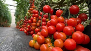 AMAZING Greenhouse CHERRY TOMATO Farming now in the Philippines [upl. by Vary173]