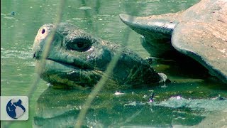 Galapagos Islands Origin and Life  Full Documentary [upl. by Lamaj330]