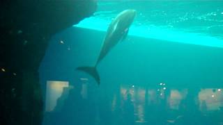 Dolphin Tank at the Shedd Aquarium [upl. by Leirol]