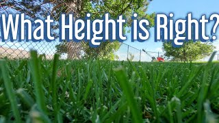 How Tall Should You Cut The Grass [upl. by Haem625]