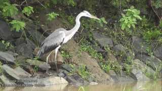 Nature and Trees Birds  Grey Heron [upl. by Ahsietal516]