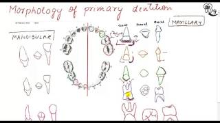 Dental anatomy Primary dentition HINDI [upl. by Nosredna]