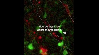 Scientists Catch Precursor Oligodendrocytes in Motion [upl. by Oiluarb]