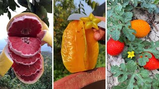 Farm Fresh Ninja Fruit Cutting  Oddly Satisfying Fruit Ninja 19 [upl. by Eisle]