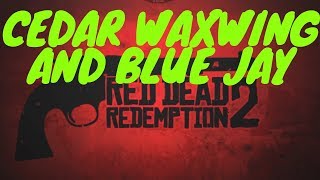 Red Dead Redemption 2 Cedar Waxwing and Blue Jay [upl. by Nicolette]