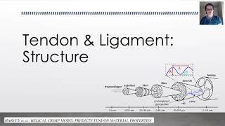 Biomechanics Tendon Structure [upl. by Irmina]