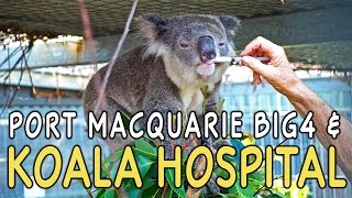 Port Macquarie Australia Koala Hospital amp Big4 Holiday Park [upl. by Ninetta]