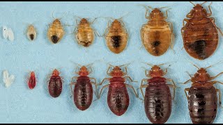 The Life Cycle of a Bed Bug [upl. by Silden]