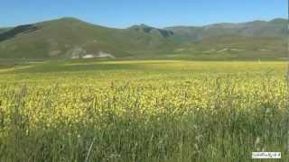 Castelluccio di Norcia e la fioritura delle Lenticchie nel Parco Monti Sibillini  Sibilliniwebit [upl. by Yeneffit]