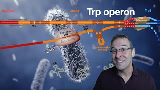 The Trp operon demystified [upl. by Yorle]